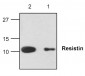 Resistin Antibody